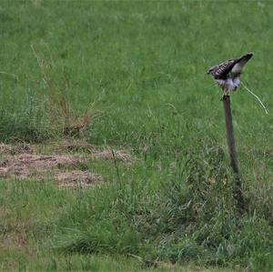 Common Buzzard