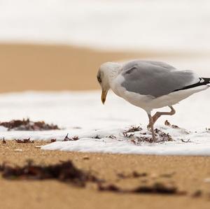 Herring Gull