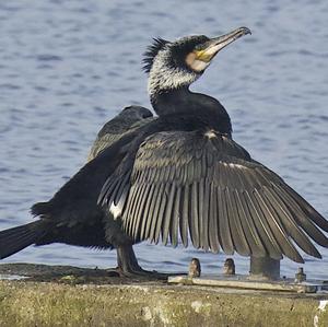 Great Cormorant