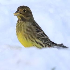 Yellowhammer