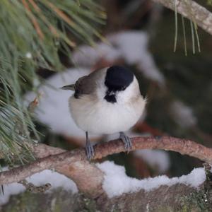 Marsh Tit