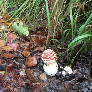 Fly Agaric