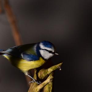 Blue Tit