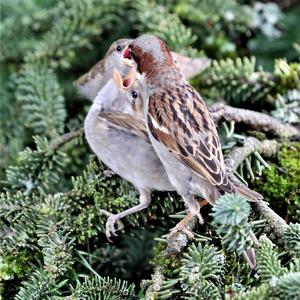 House Sparrow