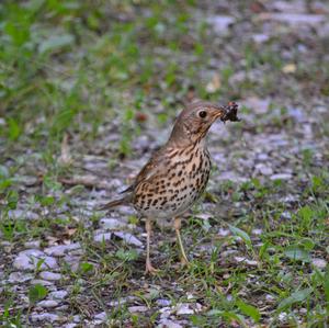 Song Thrush