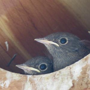 Black Redstart