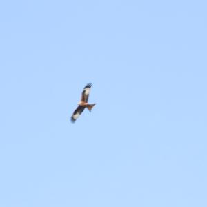 Red Kite