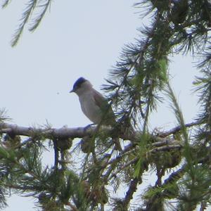 Blackcap