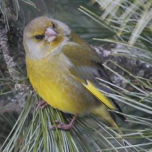 European Greenfinch