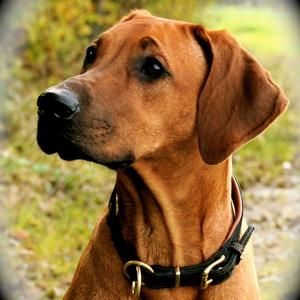 Rhodesian Ridgeback