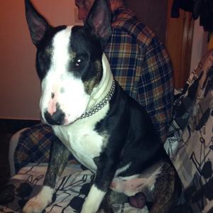 Bull Terrier