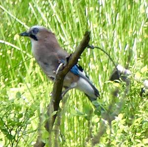 Eurasian Jay