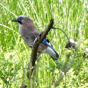 Eurasian Jay