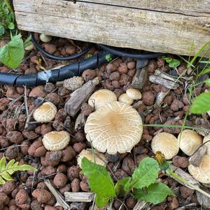 Behangener Faserling