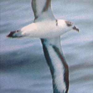 Black-capped Petrel