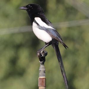 Black-billed Magpie