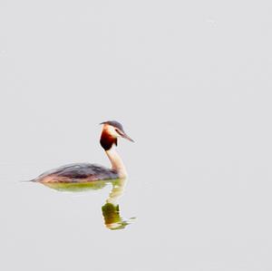 Great Crested Grebe