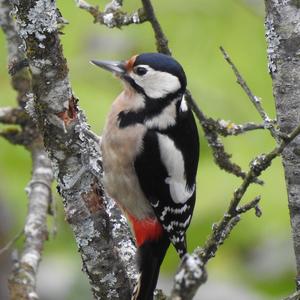 Great Spotted Woodpecker