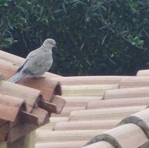 Eurasian Collared-dove