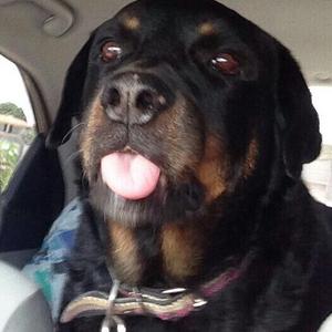 Rottweiler