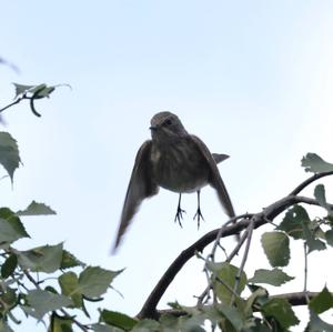 Spotted Flycatcher