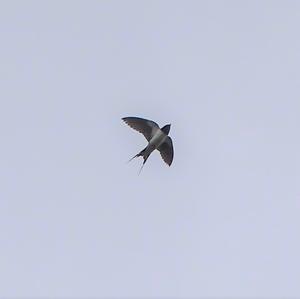 Barn Swallow