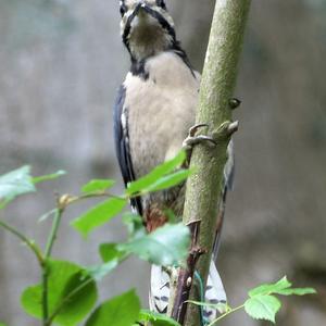 Great Spotted Woodpecker