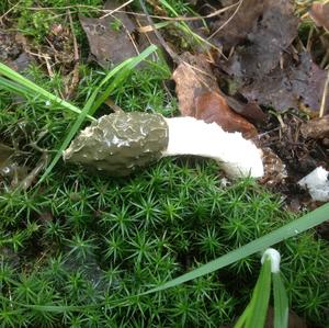 Stinkhorn, Common