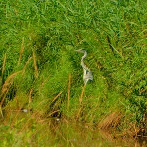 Grey Heron