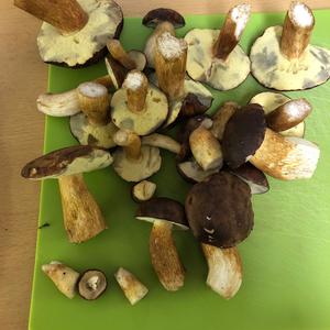 Bay Bolete