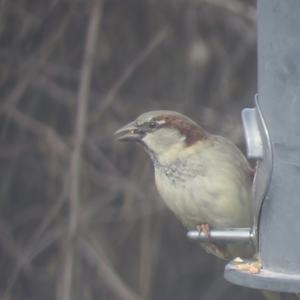 House Sparrow