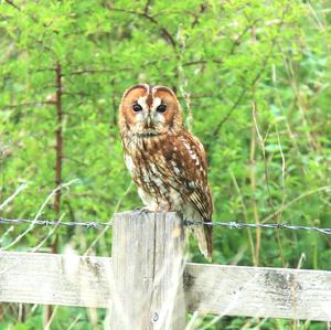 Tawny Owl