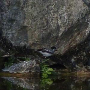 White Wagtail