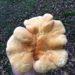 Hedgehog Fungus, Common