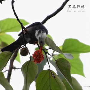 Madagascar Black Bulbul