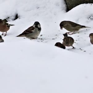 House Sparrow