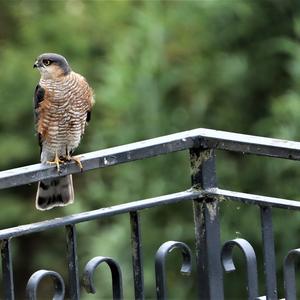 Eurasian Sparrowhawk