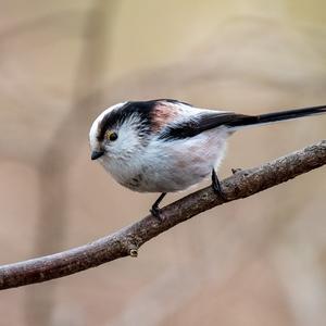 Long-tailed Tit