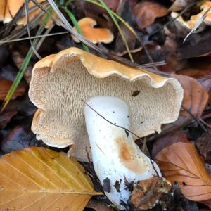 Hedgehog Fungus, Common