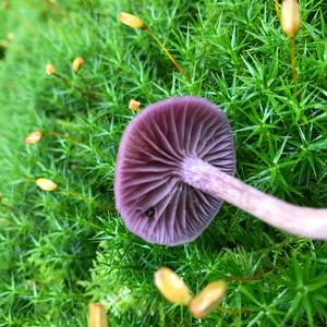 Amethyst Deceiver