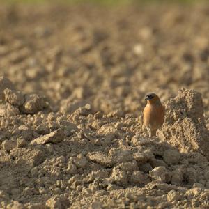 Eurasian Chaffinch