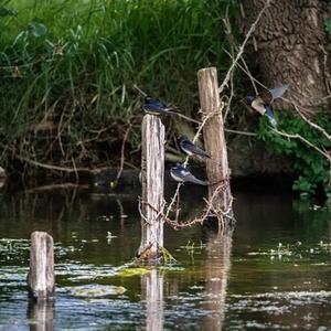 Barn Swallow