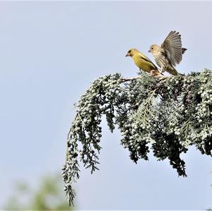 European Greenfinch