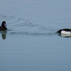 Tufted Duck