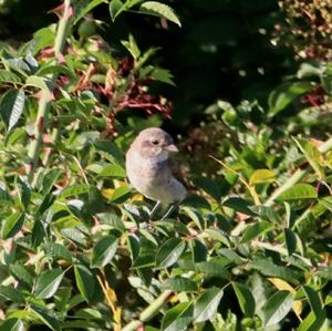 Red-backed Shrike