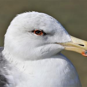 Lesser Black-backed Gull