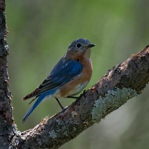 Eastern Bluebird