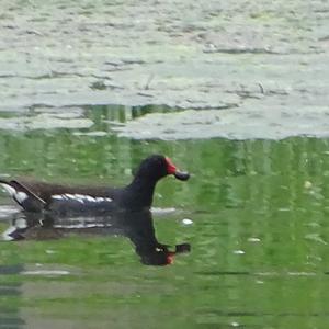 Common Moorhen