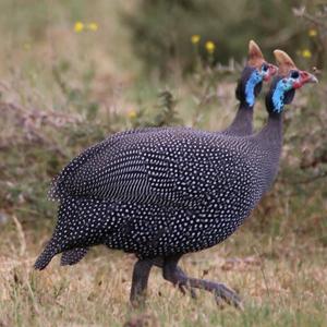 Helmeted Guineafowl