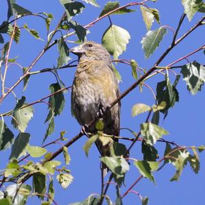 Red Crossbill